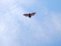 DSCN7133