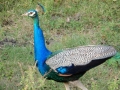 DSCN7609