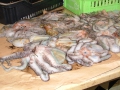 DSCF0946