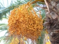 DSCF1024